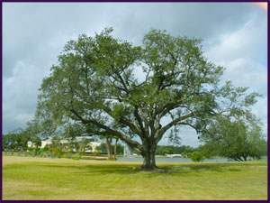 The Singing Oak